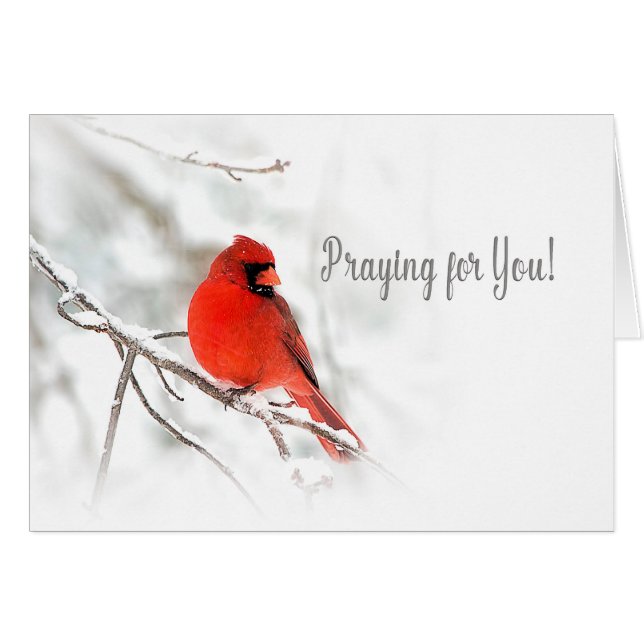 Praying for You - Red Cardinal Snow Scene (Front Horizontal)