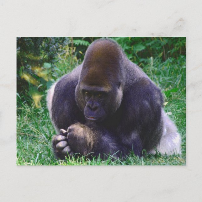 Praying Gorilla Post Card (Front)