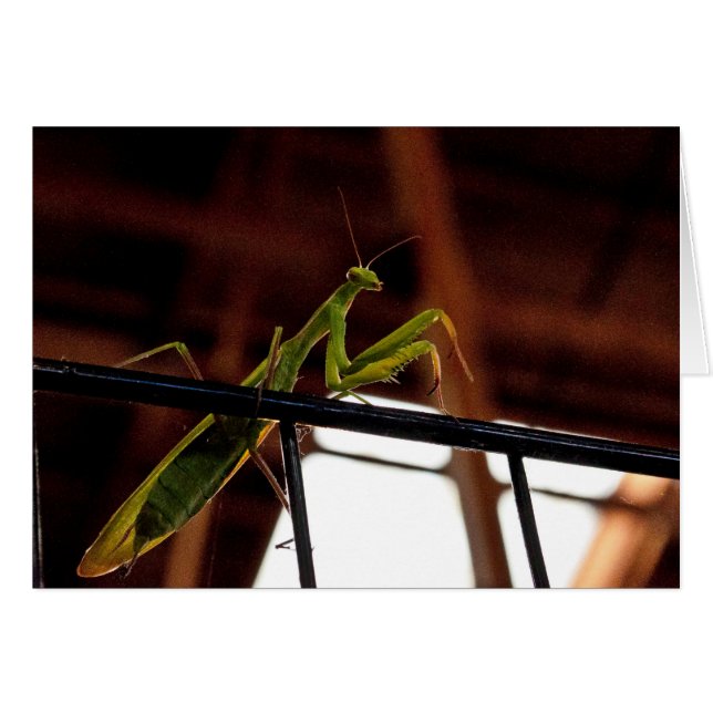 Praying Manits (Front Horizontal)