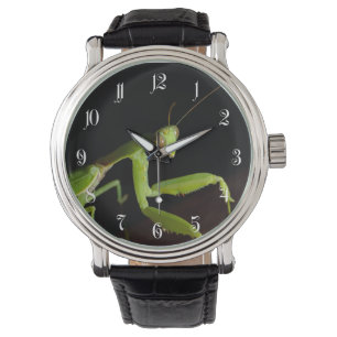 Praying mantid watch