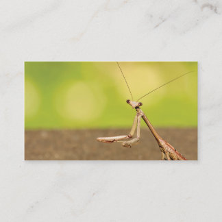 Praying Mantis Business Card