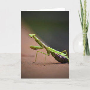 Praying Mantis, card