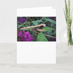 Praying Mantis, card