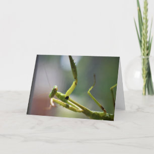 Praying Mantis, card