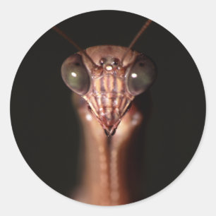 praying mantis classic round sticker