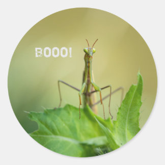 Praying mantis classic round sticker
