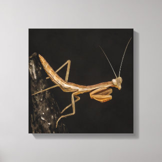 Praying Mantis Cute And Creepy Insect Art Canvas Print