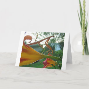 Praying Mantis Greeting Card