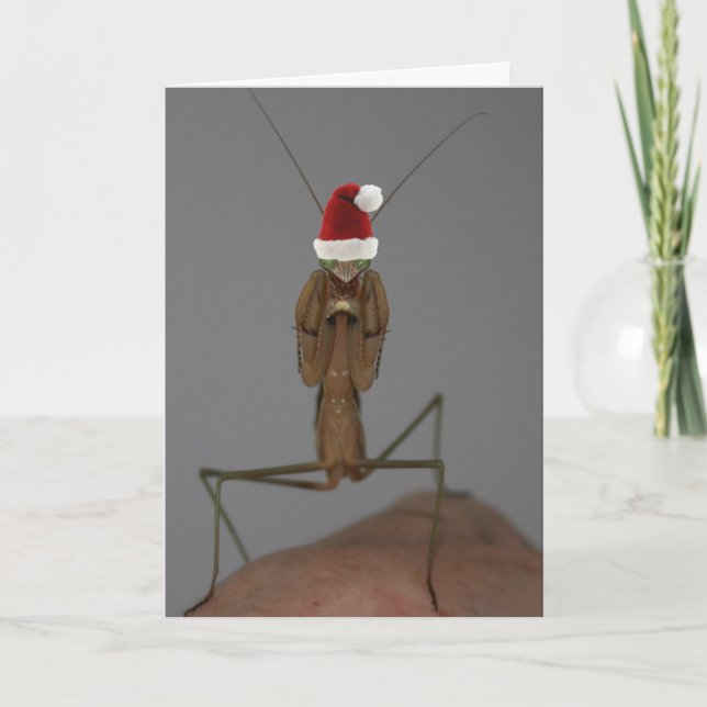 Praying Mantis Holiday Card (Front)