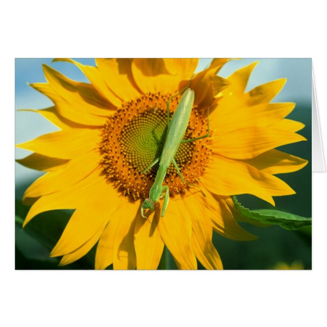 Praying Mantis in a Sunflower (Front Horizontal)
