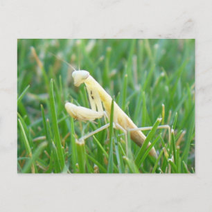Praying Mantis in Grass Postcard