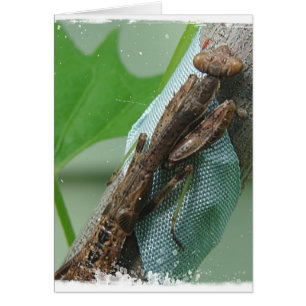 Praying Mantis Insect