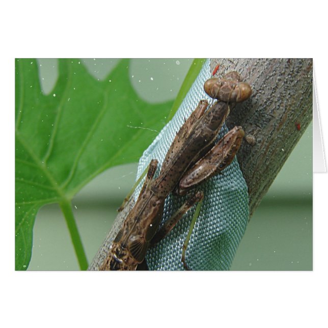 Praying Mantis Insect (Front Horizontal)