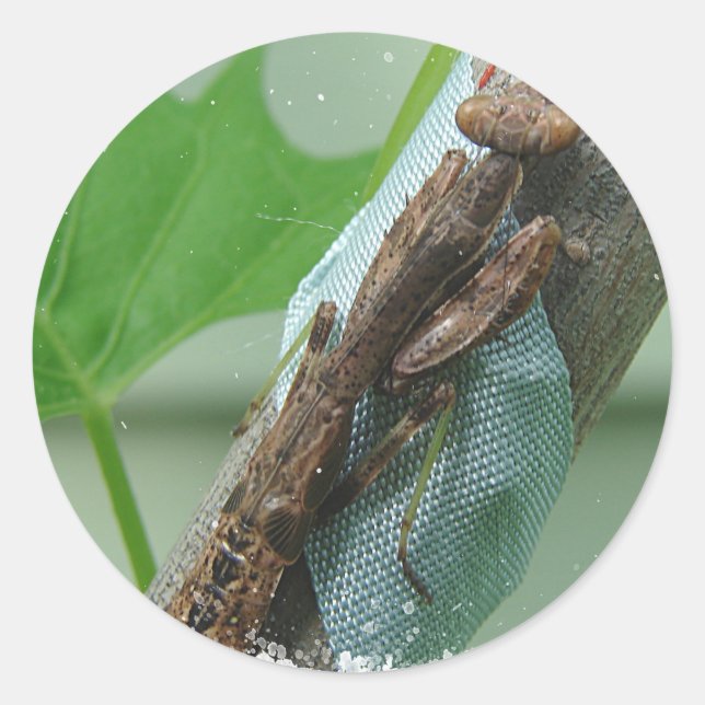 Praying Mantis Insect Classic Round Sticker (Front)