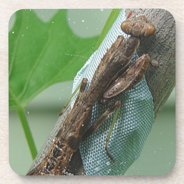Praying Mantis Insect Coaster (Front)