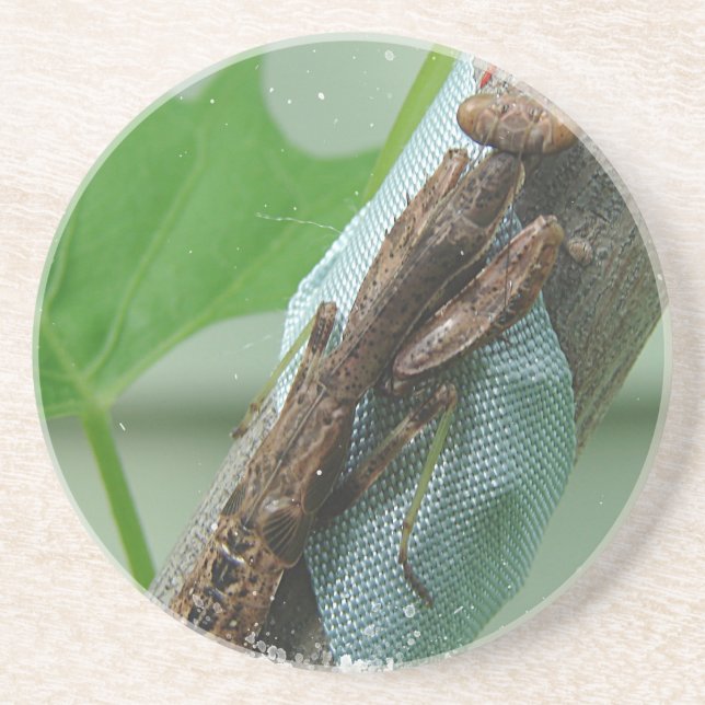 Praying Mantis Insect Coaster (Front)