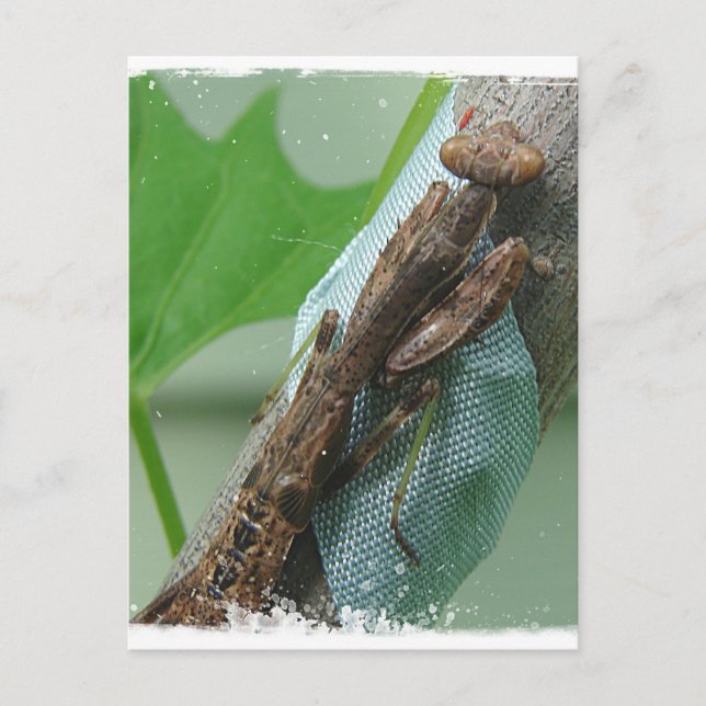 Praying Mantis Insect Postcard (Front)