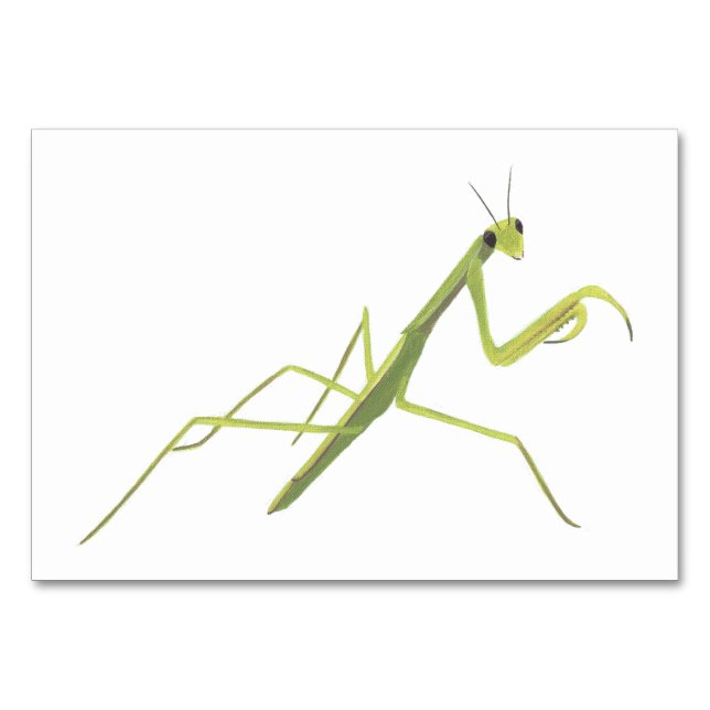 Praying Mantis Insect Reading Flashcards for Adult Table Number (Front)
