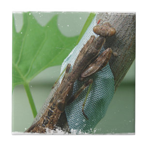 Praying Mantis Insect Tile