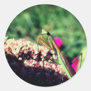 Praying Mantis Nature  Classic Round Sticker