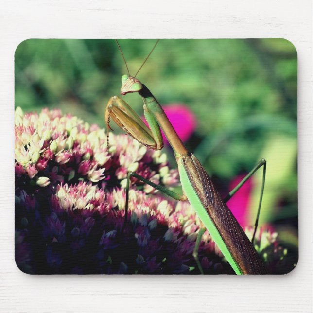 Praying Mantis Nature Mouse Mat (Front)