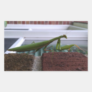 Praying Mantis on Brick Wall Rectangular Sticker