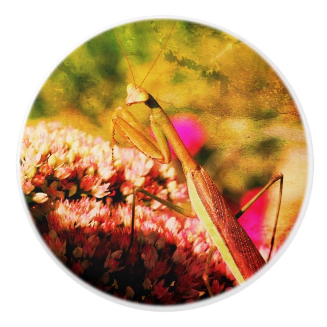 Praying Mantis On Sedum Flower Abstract Grunge  Ceramic Knob (Front)