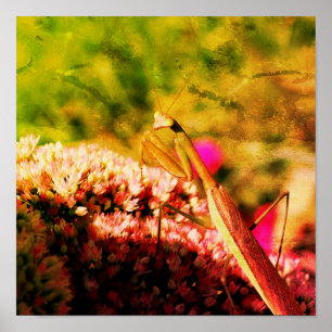 Praying Mantis On Sedum Flower Abstract Grunge Poster