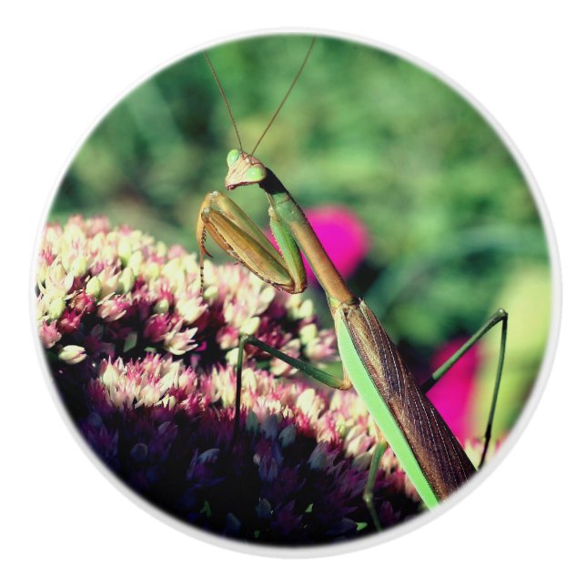 Praying Mantis On Sedum Flower  Ceramic Knob (Front)