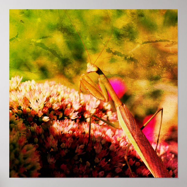 Praying Mantis On Sedum Flower Distressed Art Poster (Front)