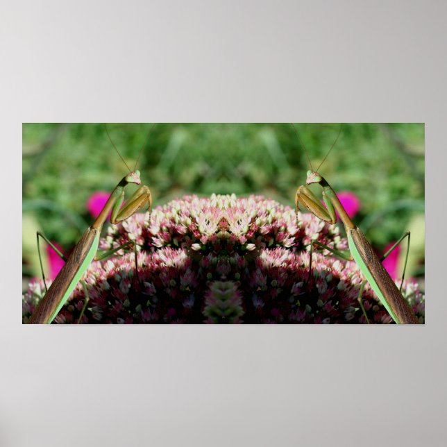 Praying Mantis On Sedum Flower Mirror Abstract Poster (Front)
