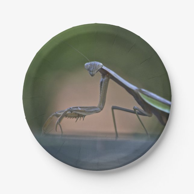 Praying Mantis Paper Plate (Front)