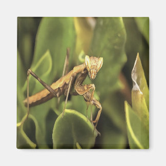 Praying Mantis Portrait Insect Art Magnet