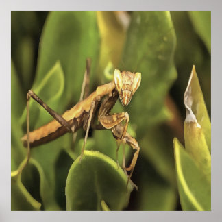 Praying Mantis Portrait Insect Art  Poster