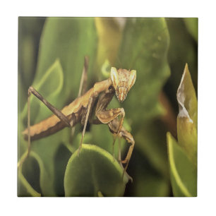 Praying Mantis Portrait Insect Art Tile