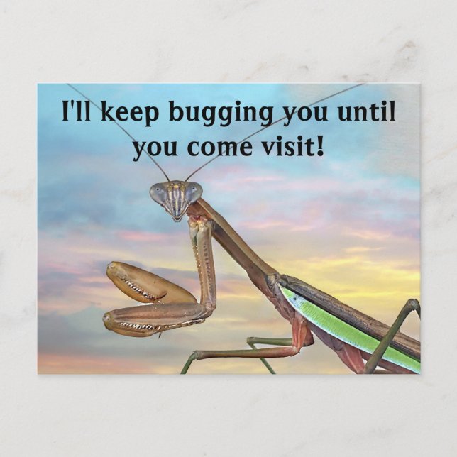 Praying Mantis Post Card (Front)