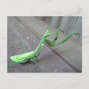 Praying Mantis Postcard