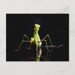 Praying mantis postcard