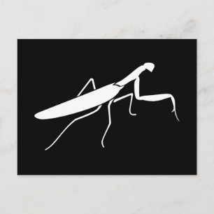 Praying Mantis Postcard