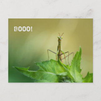 Praying mantis postcard