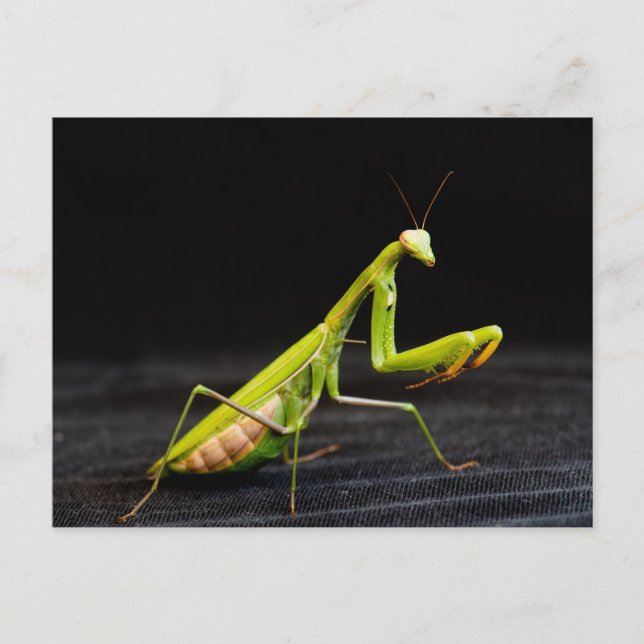 Praying mantis postcard (Front)