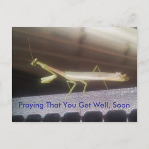 Praying Mantis Postcard