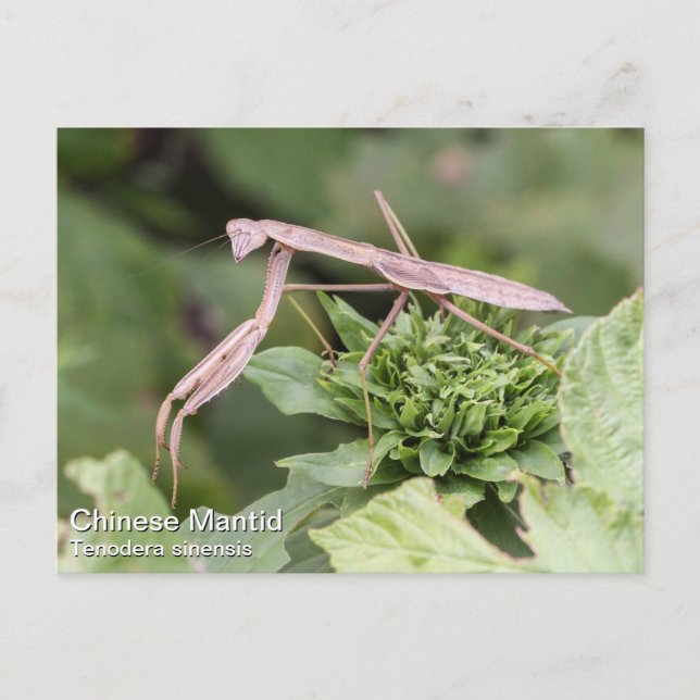 Praying Mantis Postcard (Front)
