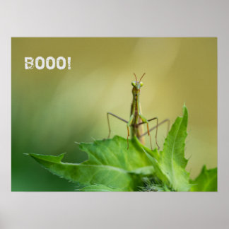 Praying mantis poster
