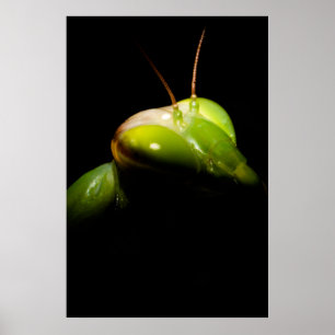 Praying mantis poster
