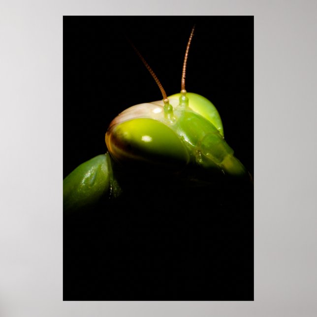 Praying mantis poster (Front)