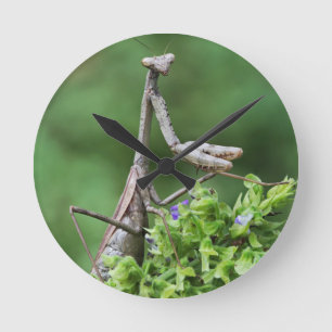 praying mantis round clock