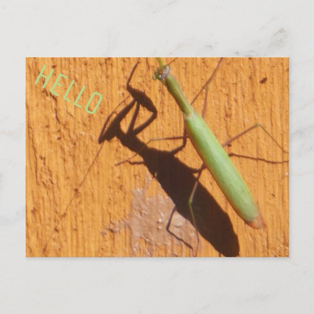 Praying Mantis Silhouette Postcard (Front)