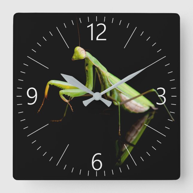 Praying mantis square wall clock (Front)