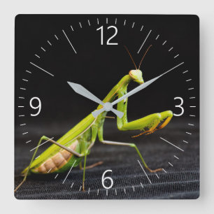 Praying mantis square wall clock